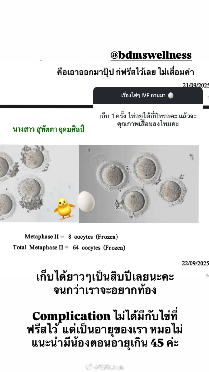 不急当妈先当“母鸡” Punpun冻卵72颗备未来