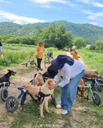 Aum Patchrapa与Poo Praya久违同框！探访流浪狗传递爱心